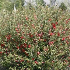 Double Take Pink™ Flowering Quince -Great Garden Plants Shop chaenomeles double take pink 2 P sw