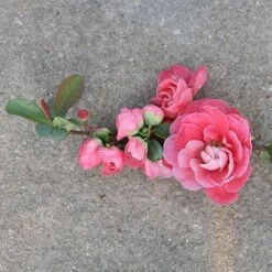 Double Take Pink™ Flowering Quince -Great Garden Plants Shop chaenomeles double take pink 3 P sw