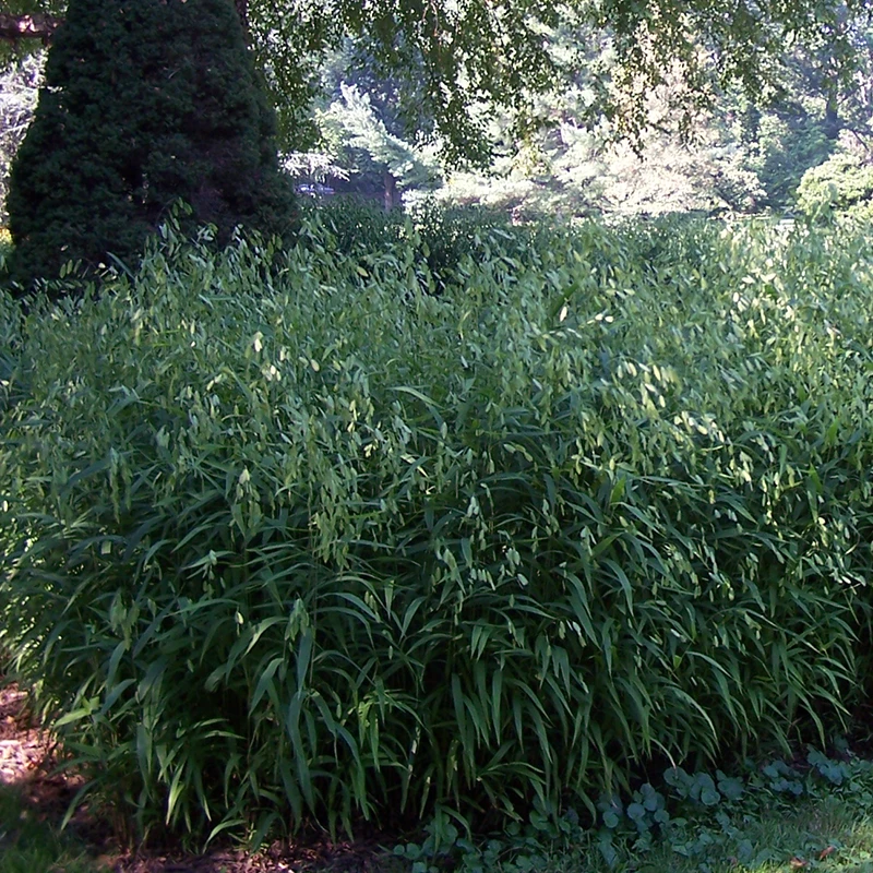 Northern Sea Oats Northern Sea Oats -Great Garden Plants Shop chasmanthium latifolium sea oats