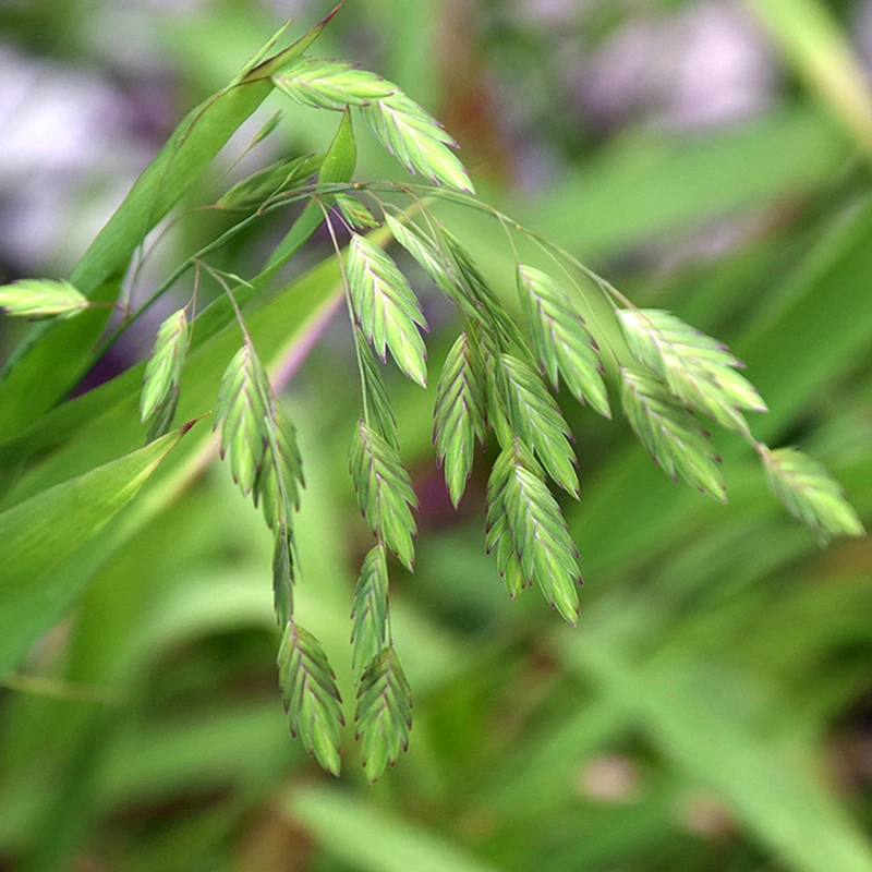 Northern Sea Oats Northern Sea Oats -Great Garden Plants Shop chasmanthium latifolium sea oats1