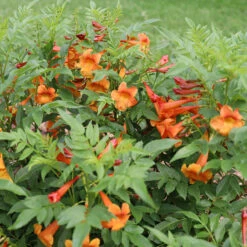 Chicklet™ Orange Trumpet Bush -Great Garden Plants Shop chicklet orange 2 sq