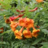 Chicklet™ Orange Trumpet Bush