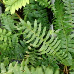 Christmas Fern -Great Garden Plants Shop christmas fern 3