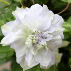 'Diamond Ball' Clematis -Great Garden Plants Shop clematis diamond ball 3 sw