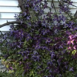 Happy Jack® Purple Clematis -Great Garden Plants Shop clematis happy jack purple 4 sw