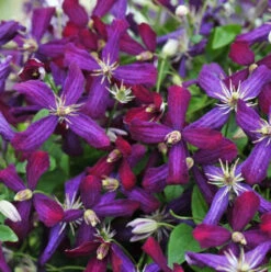 'Sweet Summer Love' Clematis -Great Garden Plants Shop clematis sweet summer love 1