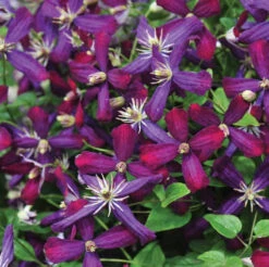 'Sweet Summer Love' Clematis -Great Garden Plants Shop clematis sweet summer love 2