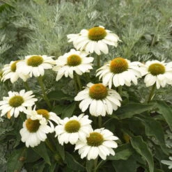 Color Coded™ 'The Price Is White' Coneflower 3 Color Coded™ 'The Price Is White' Coneflower -Great Garden Plants Shop color coded the price is white coneflower 2