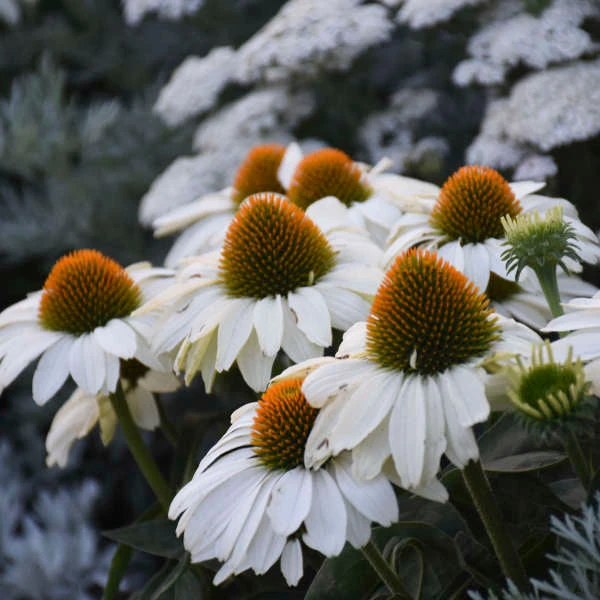 Color Coded™ 'The Price is White' Coneflower Color Coded™ 'The Price Is White' Coneflower -Great Garden Plants Shop color coded the price is white coneflower 3
