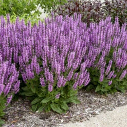 Color Spires® 'Back To The Fuchsia' Salvia -Great Garden Plants Shop color spires back to the fuchsia salvia 1