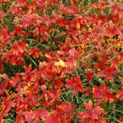 'Ladybird' Tickseed -Great Garden Plants Shop coreopsis ladybird 4