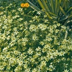 'Moonbeam' Tickseed -Great Garden Plants Shop coreopsis moonbeam 2