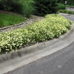 'Moonbeam' Tickseed -Great Garden Plants Shop coreopsis moonbeam 3