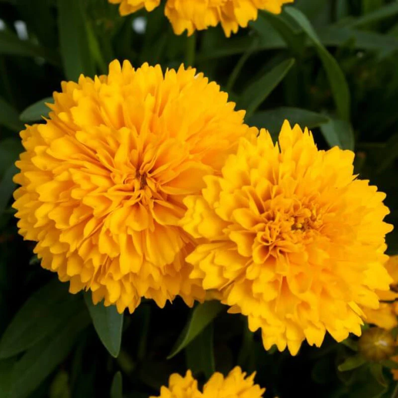 Solanna™ Golden Sphere Tickseed Solanna™ Golden Sphere Tickseed -Great Garden Plants Shop coreopsis solanna golden sphere 1