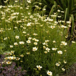 'Star Cluster' Tickseed -Great Garden Plants Shop coreopsis tickseed starcluster 3