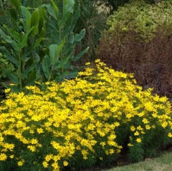 'Zagreb' Tickseed -Great Garden Plants Shop coreopsis zagreb 2
