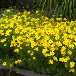 'Zagreb' Tickseed -Great Garden Plants Shop coreopsis zagreb 5