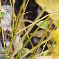 Arctic Fire® Yellow Red-Twig Dogwood -Great Garden Plants Shop cornus arctic fire yellow 4 P ee90fd47 1fcf 4740 921c 469de2455d08 sw