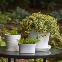 Rock 'N Low® 'Boogie Woogie' Stonecrop -Great Garden Plants Shop d3cd897800e43dca44f8755ed4acdc97