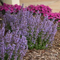 'Cat's Pajamas' Catmint 4 'Cat's Pajamas' Catmint -Great Garden Plants Shop d4d4f3d6a45d38dab56d4181eca68e83