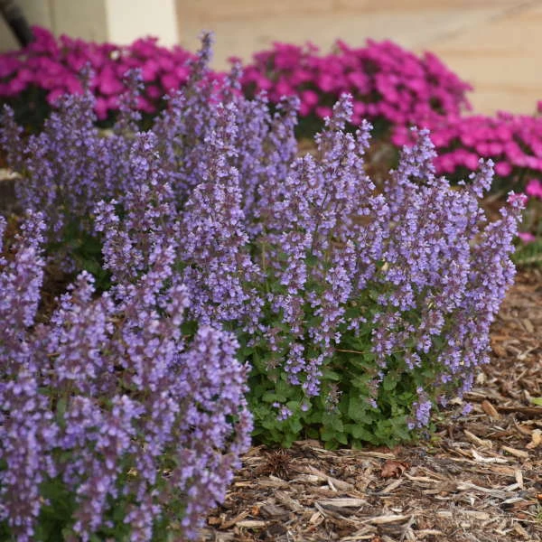 'Cat's Pajamas' Catmint 'Cat's Pajamas' Catmint -Great Garden Plants Shop d4d4f3d6a45d38dab56d4181eca68e83