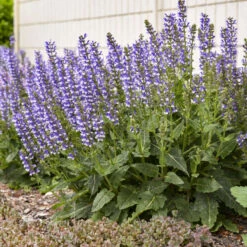Color Spires® 'Azure Snow' Salvia -Great Garden Plants Shop d72847b716a03f1ce7cd21980164359a