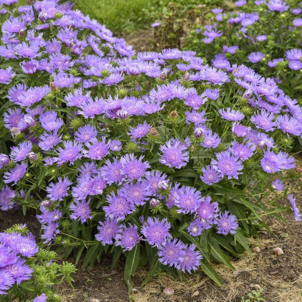 Totally Stoked™ 'Riptide' Stoke's Aster Totally Stoked™ 'Riptide' Stoke's Aster -Great Garden Plants Shop d9427e864a9d2fc161f97ac6d679910d