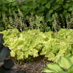 'Twist Of Lime' Coral Bells -Great Garden Plants Shop ddc6f38a00a91ce949b62bf2fd3b18c3