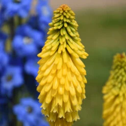 Pyromania™ 'Solar Flare' Red Hot Poker -Great Garden Plants Shop de214c737f2a92428fcd66aab707e623