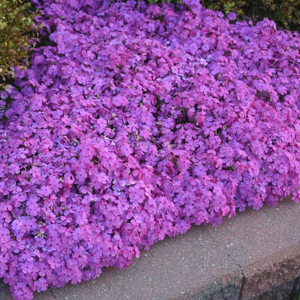 'Drummond's Pink' Creeping Phlox 'Drummond's Pink' Creeping Phlox -Great Garden Plants Shop de32e876ac7572f2d82702d4d84e4aca