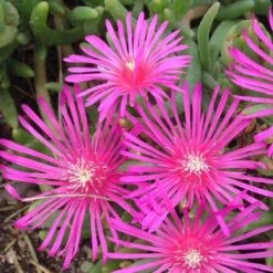 Pink Ice Plant -Great Garden Plants Shop delosperma cooperi ice plant 3 sw