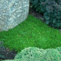 'Jewel Of Desert Garnet' Ice Plant -Great Garden Plants Shop delosperma jewel of desert garnet ice plant 3 sw
