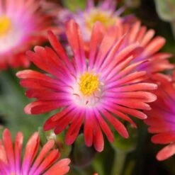 'Jewel Of Desert Garnet' Ice Plant -Great Garden Plants Shop delosperma jewel of desert garnet ice plant 4 sw