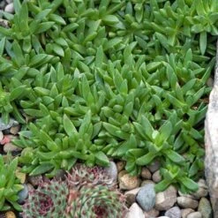 Great Garden Plants Shop -Great Garden Plants Shop delosperma jewel of desert moonstone 1 sw