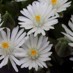 'Jewel Of Desert Moonstone' Ice Plant