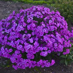 'Cloudburst' Tall Cushion Phlox 2 'Cloudburst' Tall Cushion Phlox -Great Garden Plants Shop df9bbd10b5a8891ac88a541b74934d87