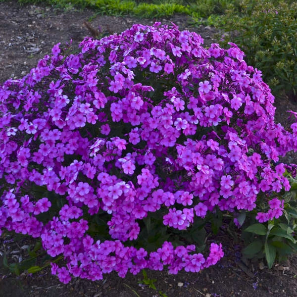 'Cloudburst' Tall Cushion Phlox 'Cloudburst' Tall Cushion Phlox -Great Garden Plants Shop df9bbd10b5a8891ac88a541b74934d87