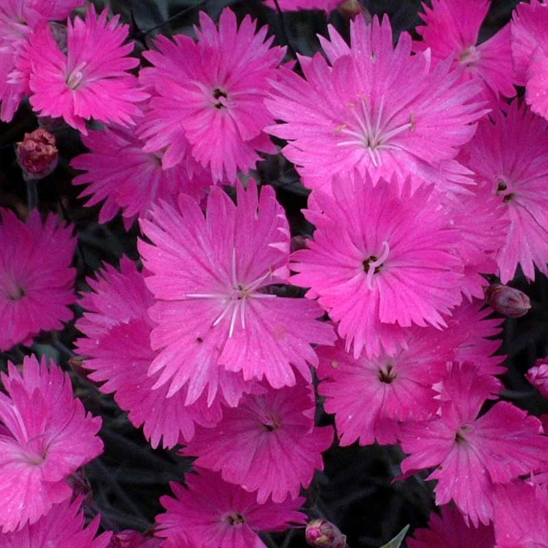 Deer & Rabbit Resistant Perennials Collection Deer & Rabbit Resistant Perennials Collection -Great Garden Plants Shop dianthus firewitch 12