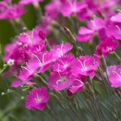 'Firewitch' Dianthus -Great Garden Plants Shop dianthus firewitch cheddar pinks 3 sw