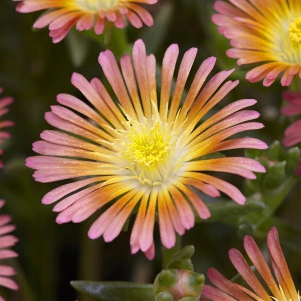 Wheels of Wonder® Salmony Pink Ice Plant Wheels Of Wonder® Salmony Pink Ice Plant -Great Garden Plants Shop dispthumb 1