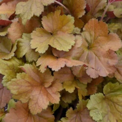 Dolce® 'Toffee Tart' Coral Bells