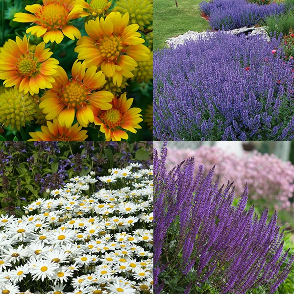 Drought Resistant+ Long Blooming Collection Drought Resistant+ Long Blooming Collection -Great Garden Plants Shop drough resistant and long blooming collection