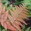 'Brilliance' Autumn Fern