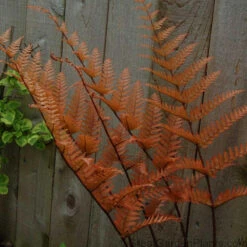 'Brilliance' Autumn Fern -Great Garden Plants Shop dryopteris brilliance autumn fern 3