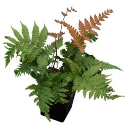 'Brilliance' Autumn Fern -Great Garden Plants Shop dryopteris brilliance autumn fern 4