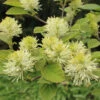 Dwarf Fothergilla