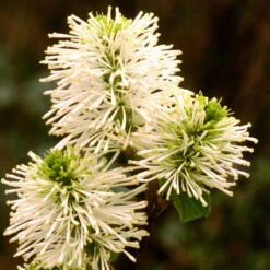 Dwarf Fothergilla -Great Garden Plants Shop dwarf fothergilla 3