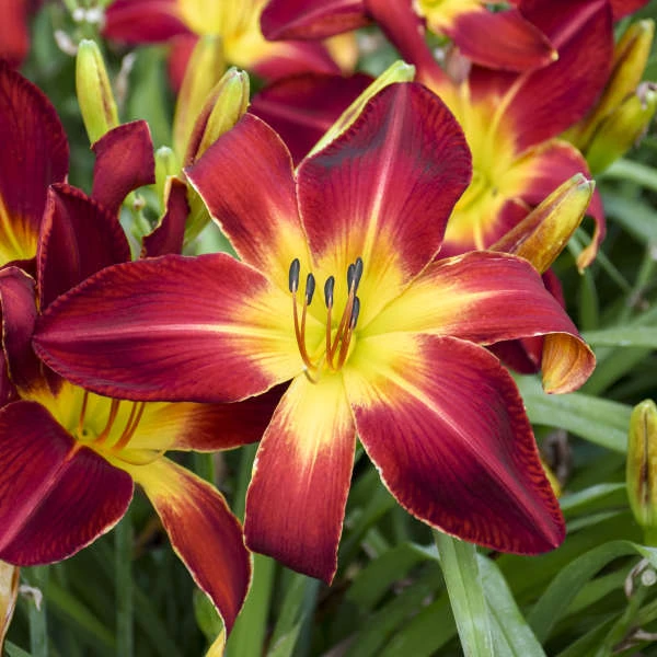 Rainbow Rhythm® 'Ruby Spider' Daylily Rainbow Rhythm® 'Ruby Spider' Daylily -Great Garden Plants Shop e733f097c1ead2fcaa10f5dc96466246