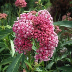 'Cinderella' Swamp Milkweed 3 'Cinderella' Swamp Milkweed -Great Garden Plants Shop e875376c1fcd48a2118c85d58edb52a1