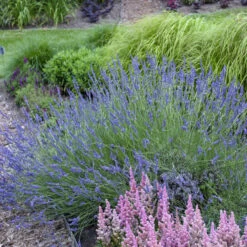 Phenomenal® Lavender 4 Phenomenal® Lavender -Great Garden Plants Shop ea80d145310cf341f233116bf762121f